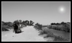 Camargue Camargue