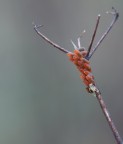 Uova Natalizie Uova Natalizie