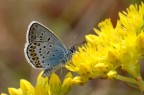 Licenidae, Plebejus idas (?) Licenidae, Plebejus idas (?)