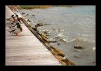 Anatre sul molo Anatre sul molo