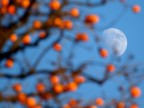 i cachi e la luna i cachi e la luna