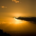 The Golden Ray The Golden Ray