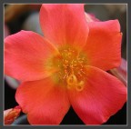 portulaca portulaca