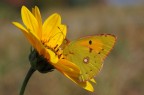 Giochi di giallo - Colias crocea su Topinambur