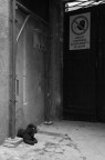 Il guardiano