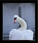 contorsionismi... contorsionismi...