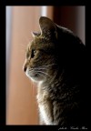 Micia