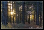 Nel Bosco Nel Bosco