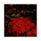 stelle a natale stelle a natale