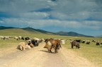 Durante il mio viaggio in Mongolia questa estate....
Grazie per i commenti
Daniele