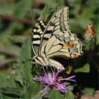 Principessa Principessa