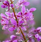 contorno gocce contorno gocce