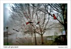 Volo di Piccioni