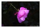 rosellina