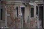 gabbiano a venezia gabbiano a venezia