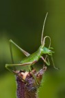 Grillo che si pettina. Grillo che si pettina.