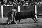 Torero Torero