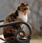 Che noia... Che noia...