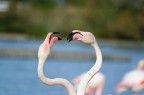 CAMARGUE: fenicotteri in lotta o in amore ? CAMARGUE: fenicotteri in lotta o in amore ?