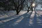 bosco con neve e raggio di luce
