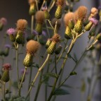 Fiori spontanei d'un trascurato giardino.