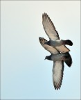 In volo
