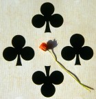 Piccolo fiore Piccolo fiore