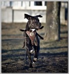 Curiosa eleganza Curiosa eleganza