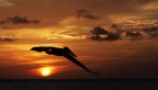 volo volo