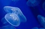medusando... medusando...