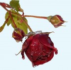Una rosa fredda per tutte le befane AUGURI Una rosa fredda per tutte le befane AUGURI