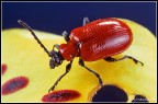 Lilioceris lilii Lilioceris lilii