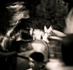 processione processione