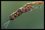 Accoppiamento zygaena Accoppiamento zygaena