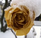 Turbine di petali Turbine di petali