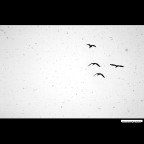 ::: FLY ::: ::: FLY :::