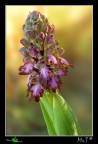 Prima Orchidea dell'anno.... Prima Orchidea dell'anno....
