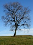 albero...