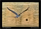 Volo di gabbiano