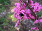 L'ho ritrovata mettendo a posto sull'HD un po' di vecchie foto, fatta la scorsa primavera in un monastero buddista.
Unico scatto vista la paura che ho dei calabroni,  ma dovevo provarci!! :)