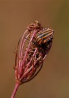 Macromonocromatica