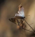 ...Farfalle ... ...Farfalle ...