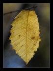 Foglia d'Autunno Foglia d'Autunno