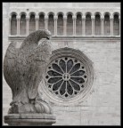 aquila che vigila aquila che vigila