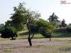 Albero A Villa Pamphili Albero A Villa Pamphili