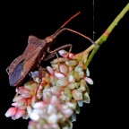 Appeso a un filo Appeso a un filo