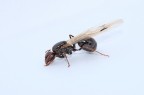 Formica alata (Imenottero) Formica alata (Imenottero)