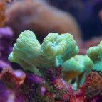 caulastrea caulastrea