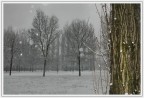 nessuna pp.. uno strano fenomeno: l'albero in primo piano al caldo del suo "cappottino" di corteccia bronzo...e quelli lontani al freddo nel bianco e nero della bufera di neve che riempiva di fiocchi anche il mio obbiettivo...