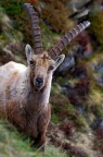 Stambecco Stambecco